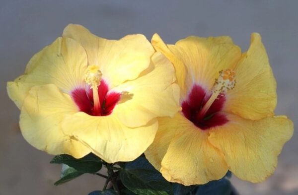 Two yellow flowers with red centers on a white background