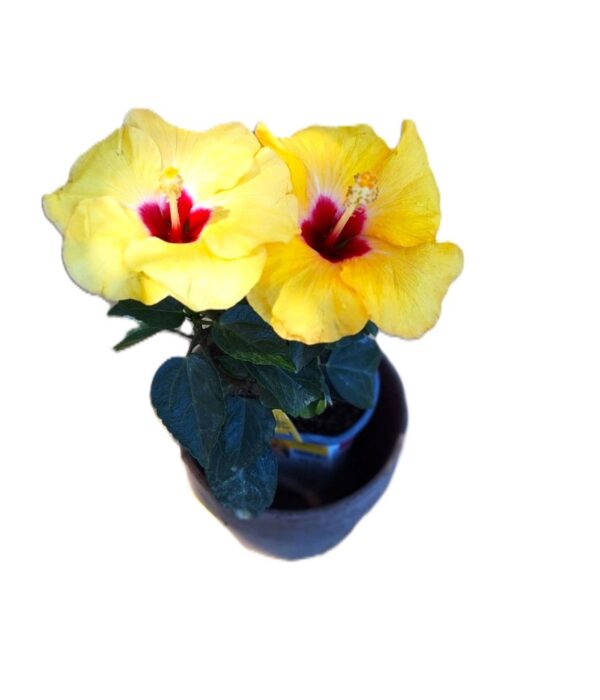 Two yellow flowers in a blue vase on top of the floor.