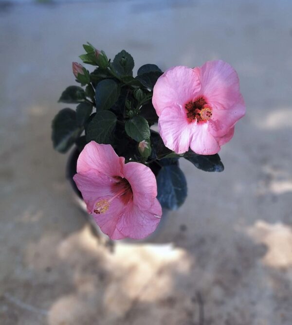 A pink flower is in a white vase.