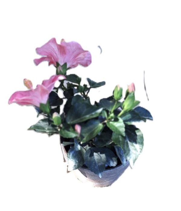 A plant with pink flowers in it