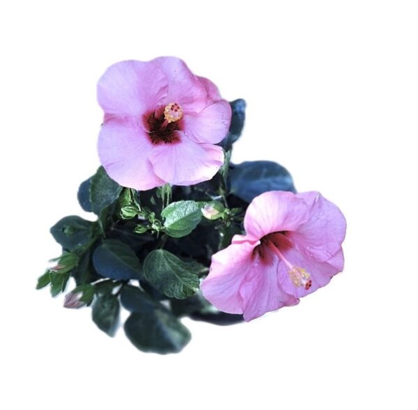 A purple flower with green leaves on top of it.