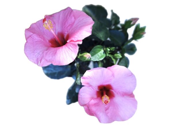 Two pink flowers with a green stem and leaves.