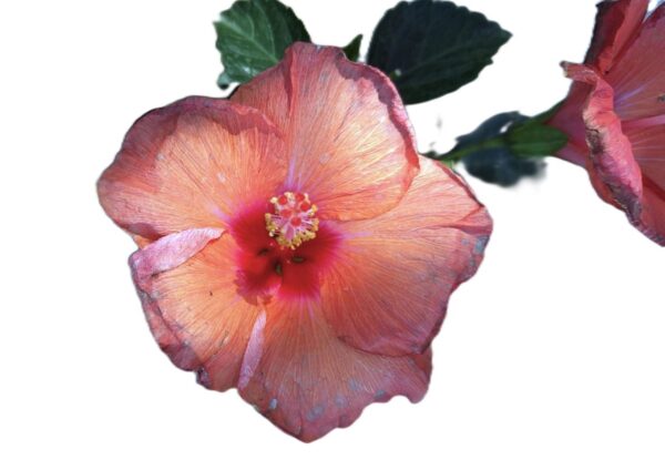 A pink flower with green leaves on it.