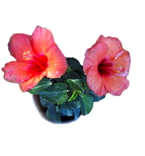 Two pink flowers sitting in a vase on top of a table.