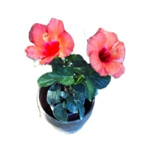 A pink flower is in a pot on the floor