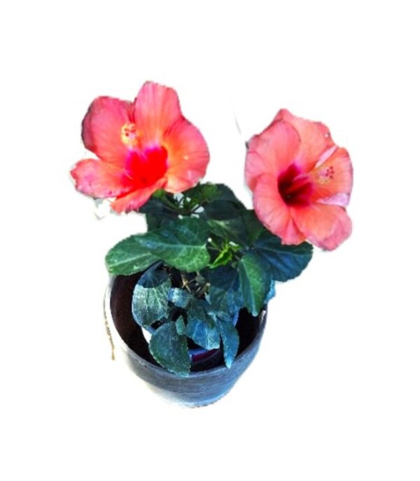 A pink flower is in a pot on the floor