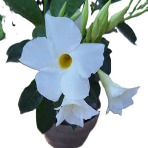 A white flower is in a brown vase