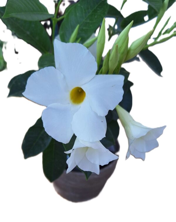 A white flower is in a brown vase