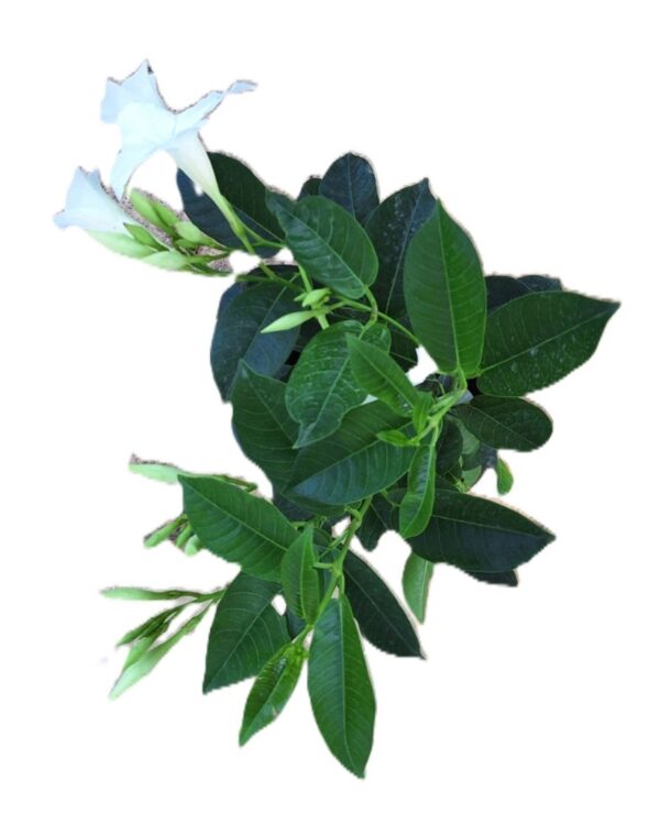 A white flower with green leaves on it.