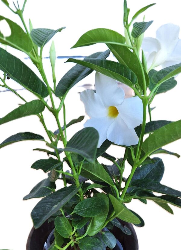 A close up of a plant with white flowers