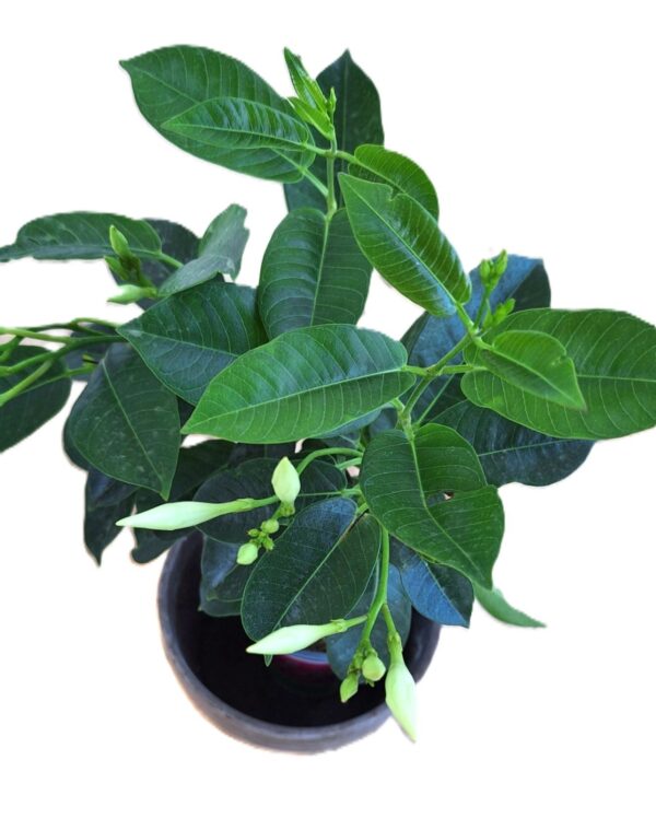 A plant that is in a black pot.