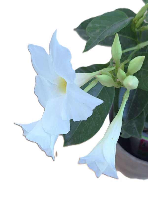 A white flower with yellow center and green leaves.