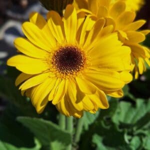 A close up of a yellow flower with green leaves