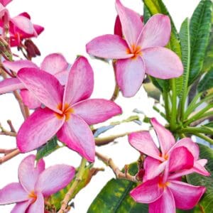 Plumeria Frangipani rubra Pink Tree – 14" Rooted Starter – Tropical Fragrant Flowering Plant