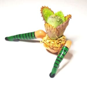 Whimsical Witch Planter with Succulent – Green, Orange, or Purple