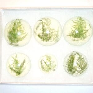 Forest Fern Soap Set – 7 Clear Glycerin Rounds – Vegan Handmade Botanical Soap