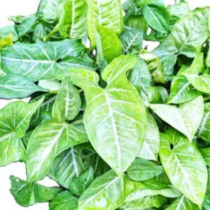 Green leaves with white veins on white background.