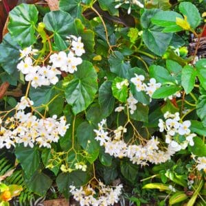 White Begonia Odorata ‘Alba’ – 8–10” Live Tropical Plant
