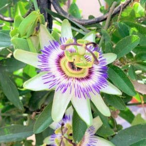 A purple and white flower with green leaves