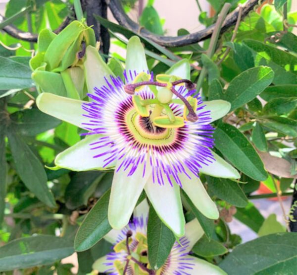 A purple and white flower with green leaves