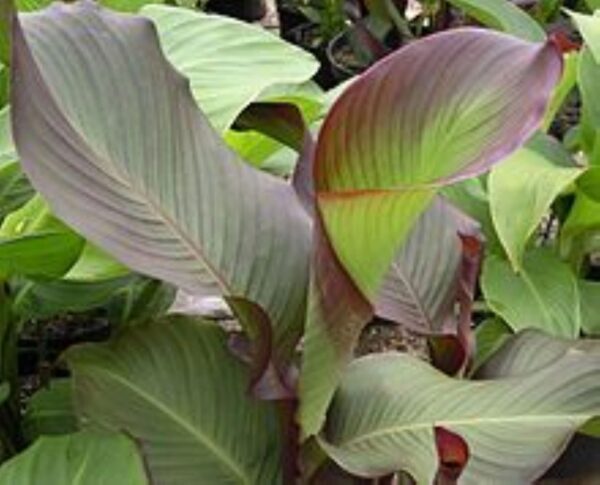 A close up of some leaves on the ground