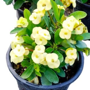 A close up of some yellow flowers in a pot