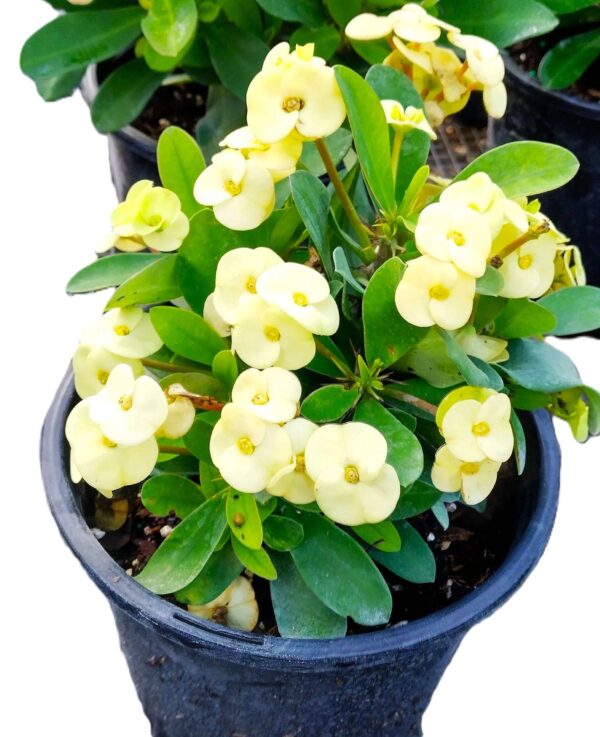A close up of some yellow flowers in a pot