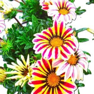 A close up of flowers with red and yellow petals