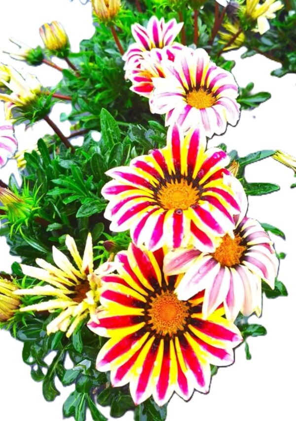 A close up of flowers with red and yellow petals