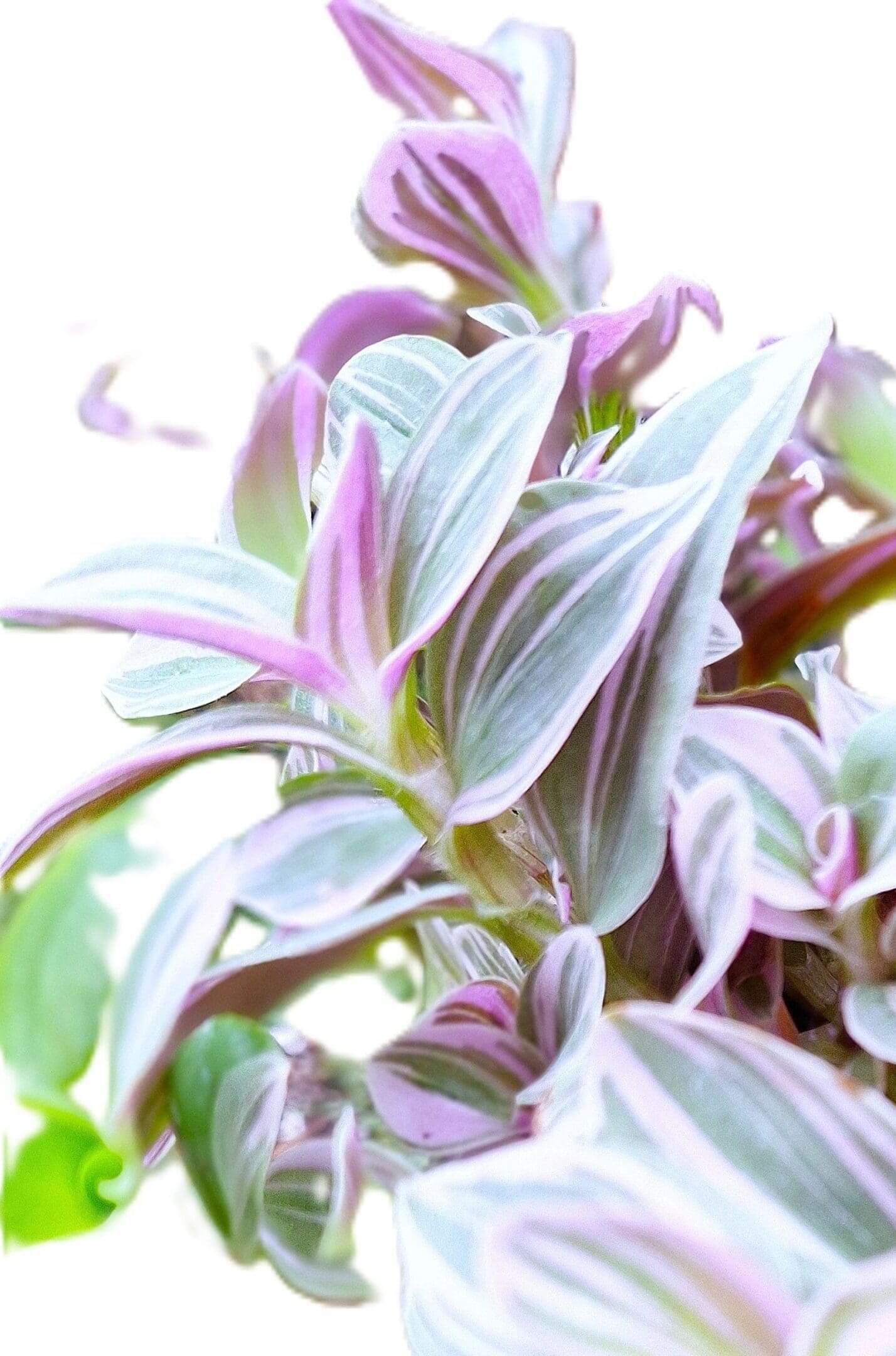 A close up of some purple and green leaves