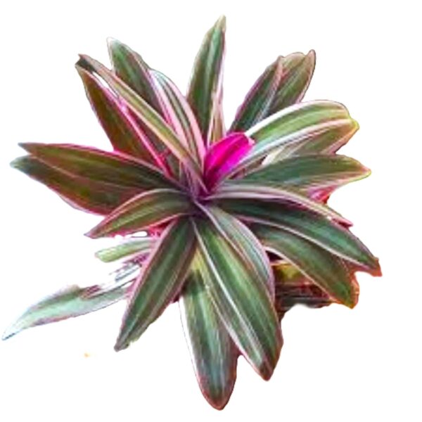 A plant with green and pink leaves is shown.