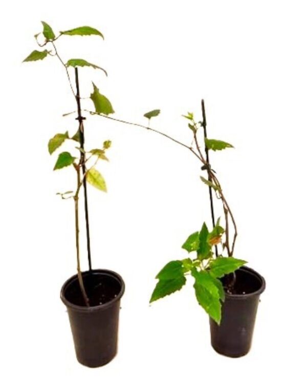 Two potted plants with green leaves in them.