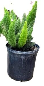 A potted plant is sitting in the dirt.