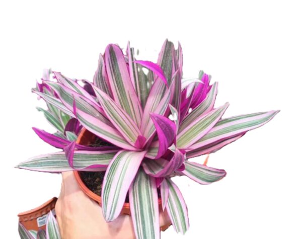 A person holding a plant in their hand.