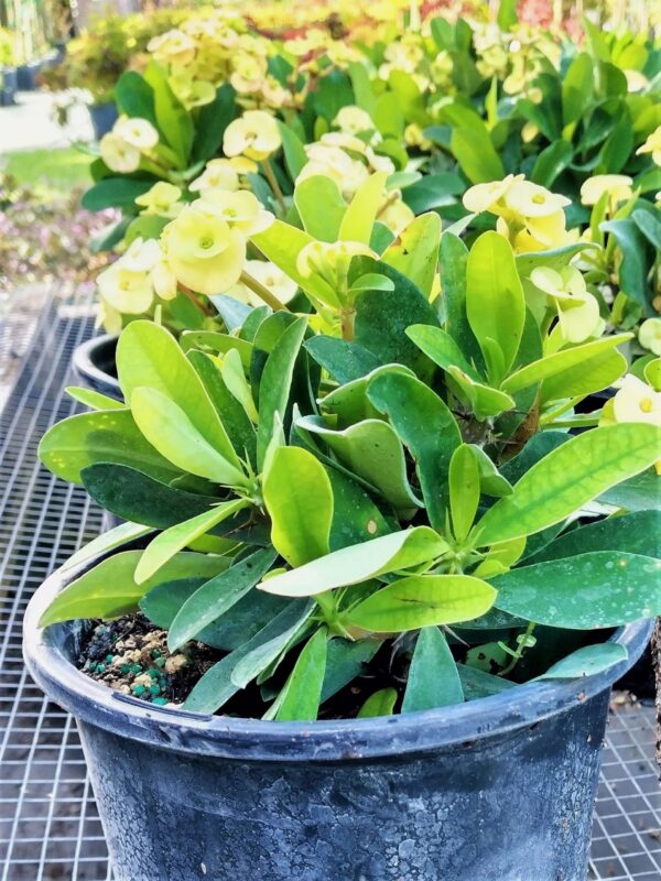 A close up of some plants in pots