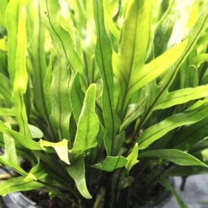 A close up of the leaves on a plant