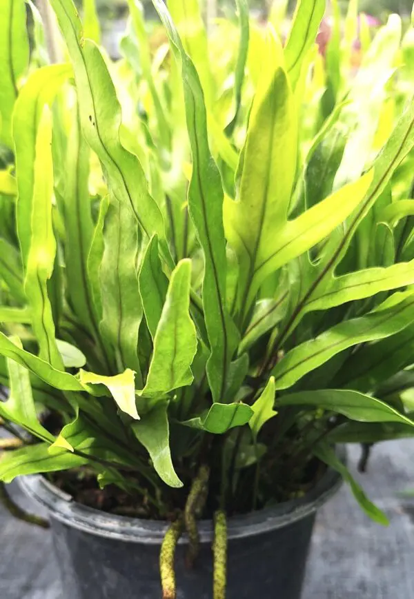 A close up of the leaves on a plant