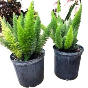 Two potted plants are sitting next to each other.