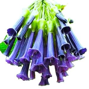 A bunch of purple flowers are in the air