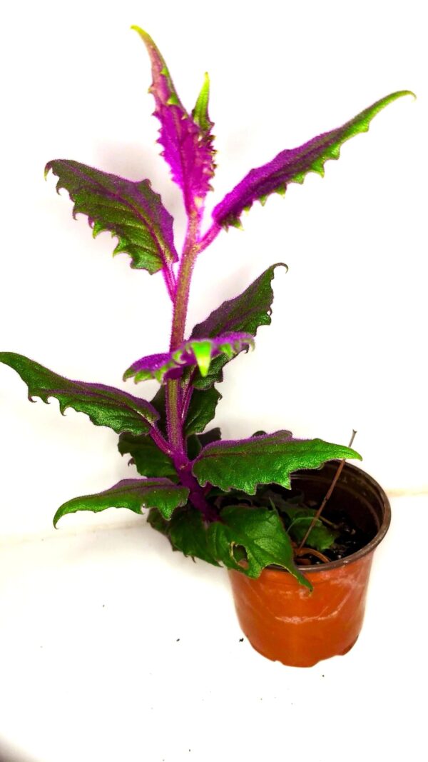A plant that is sitting in a pot.
