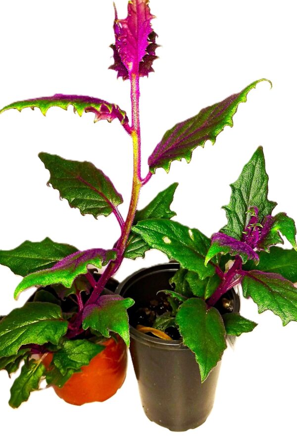 A plant with purple leaves and green leaves.