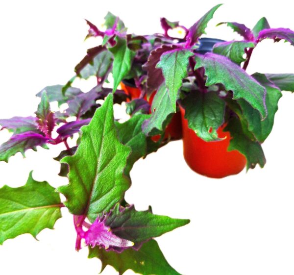 A plant with purple leaves is sitting on the ground.