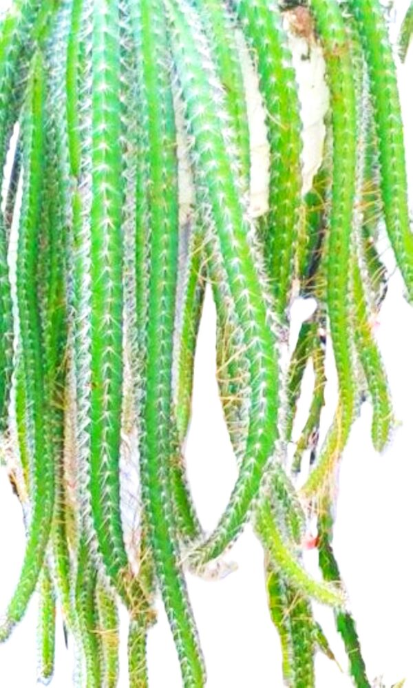 A close up of the long green plant