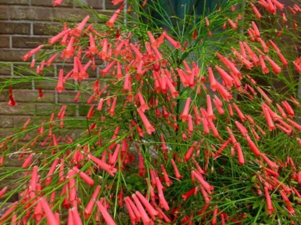 A close up of the flowers on a plant