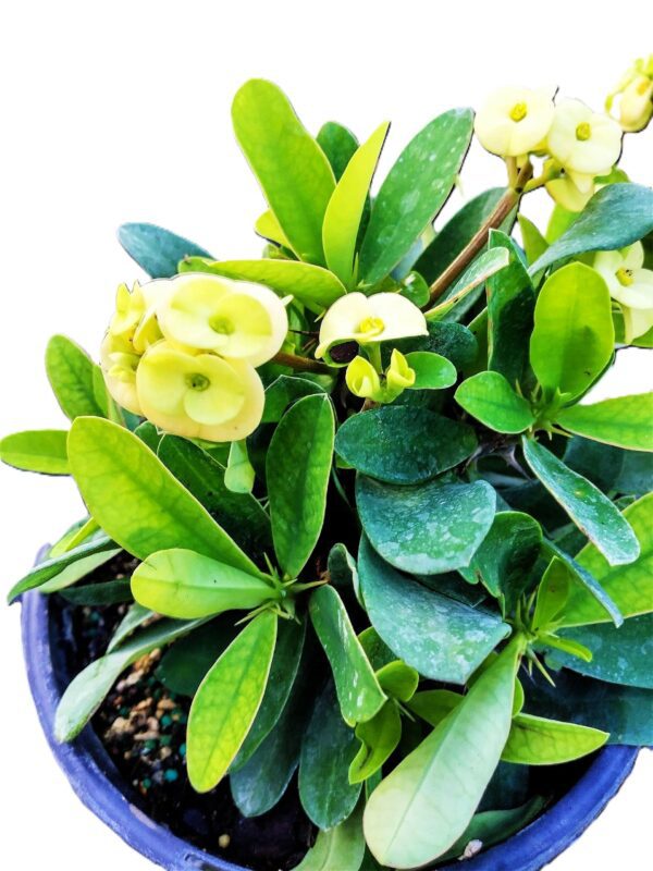 A close up of some yellow flowers in a blue pot