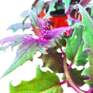 A close up of the leaves and flowers of a plant.