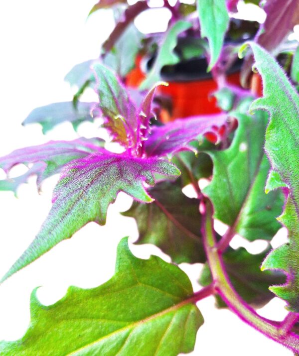 A close up of the leaves and flowers of a plant.