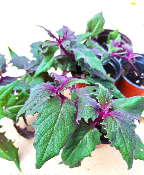 A close up of some purple plants in a pot