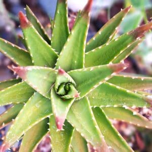 A close up of the top part of an agave plant.