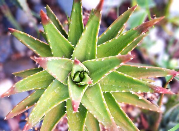A close up of the top part of an agave plant.